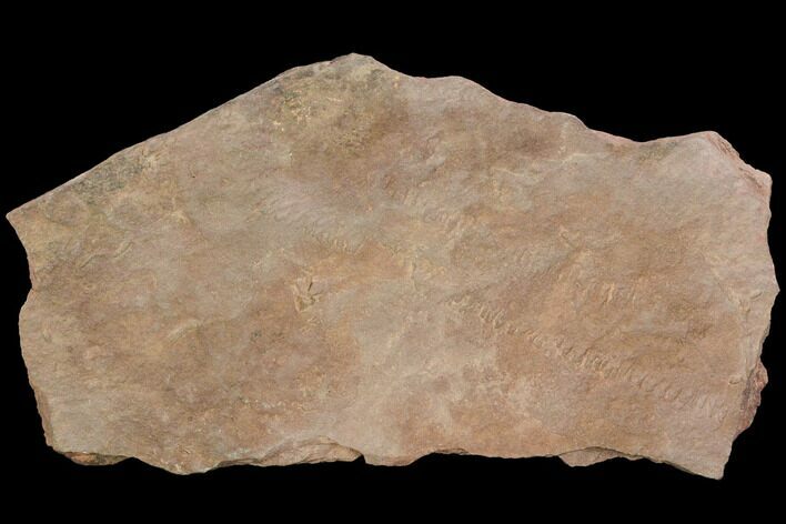 Cruziana (Fossil Trilobite Trackway) - Morocco #118293